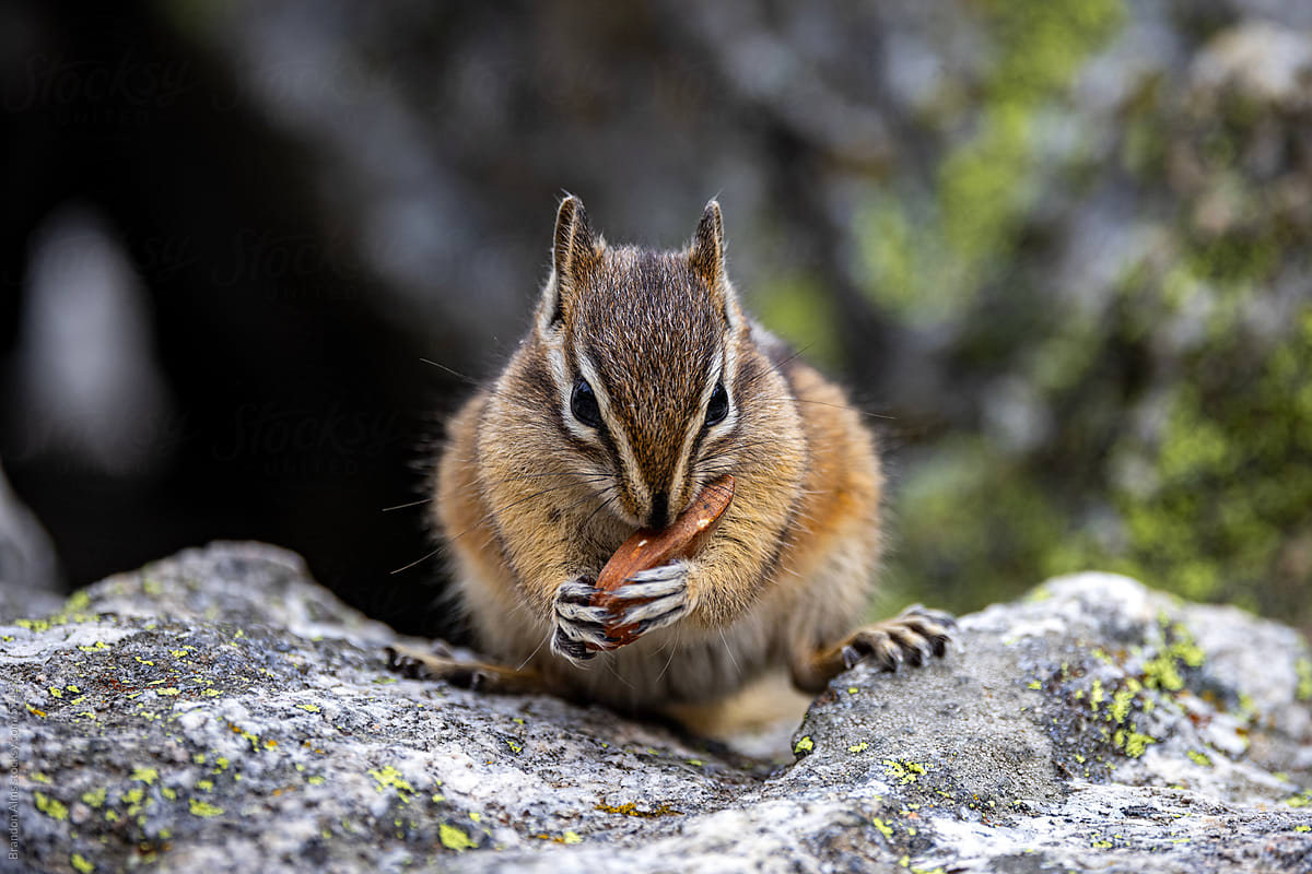 Chipmunk Closeup Eating a Nut