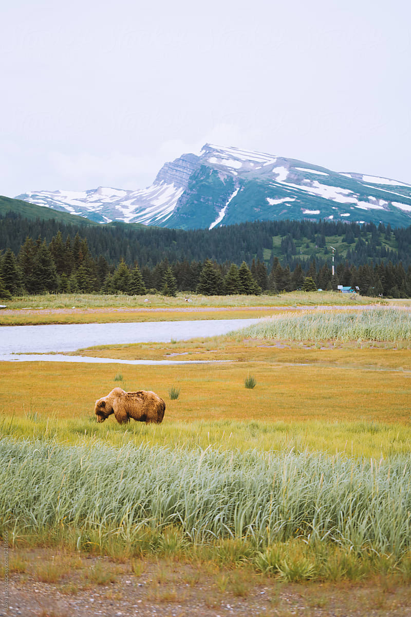 Huge Grizzly (Brown) Bear in Alaska