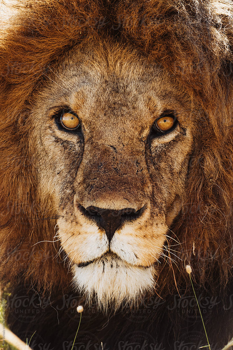 Male lion looking at the camera