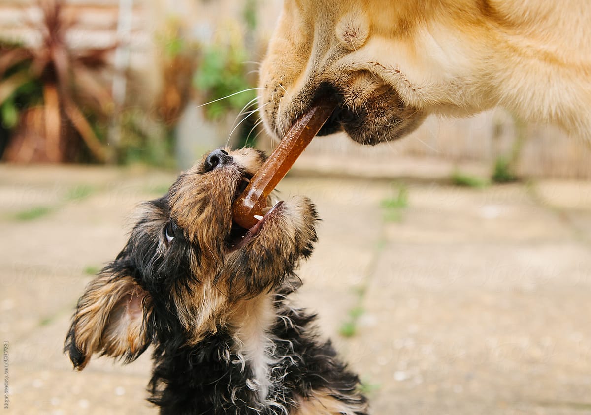 cute terrier puppy playing with a Labrador