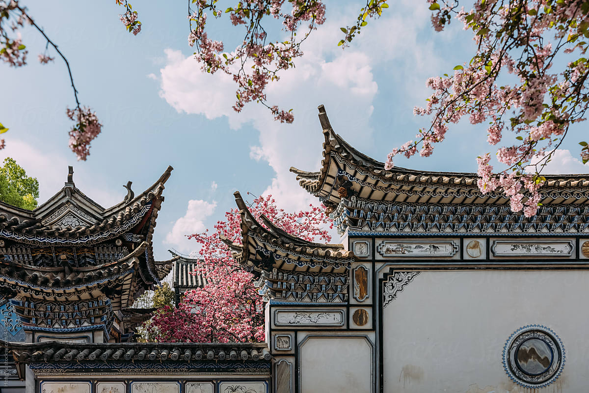 Cherry blossoms with traditional Chinese Buildings.