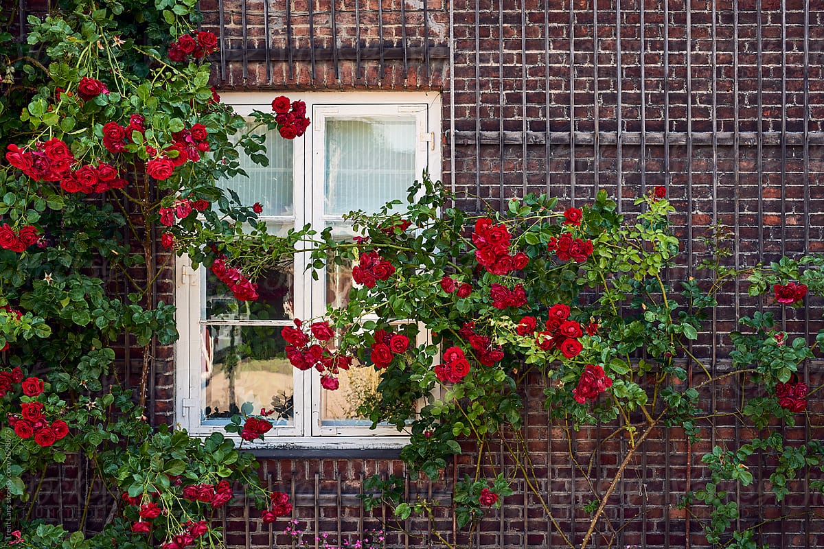 Beautiful red flowers on bushes decorating brickwall of building