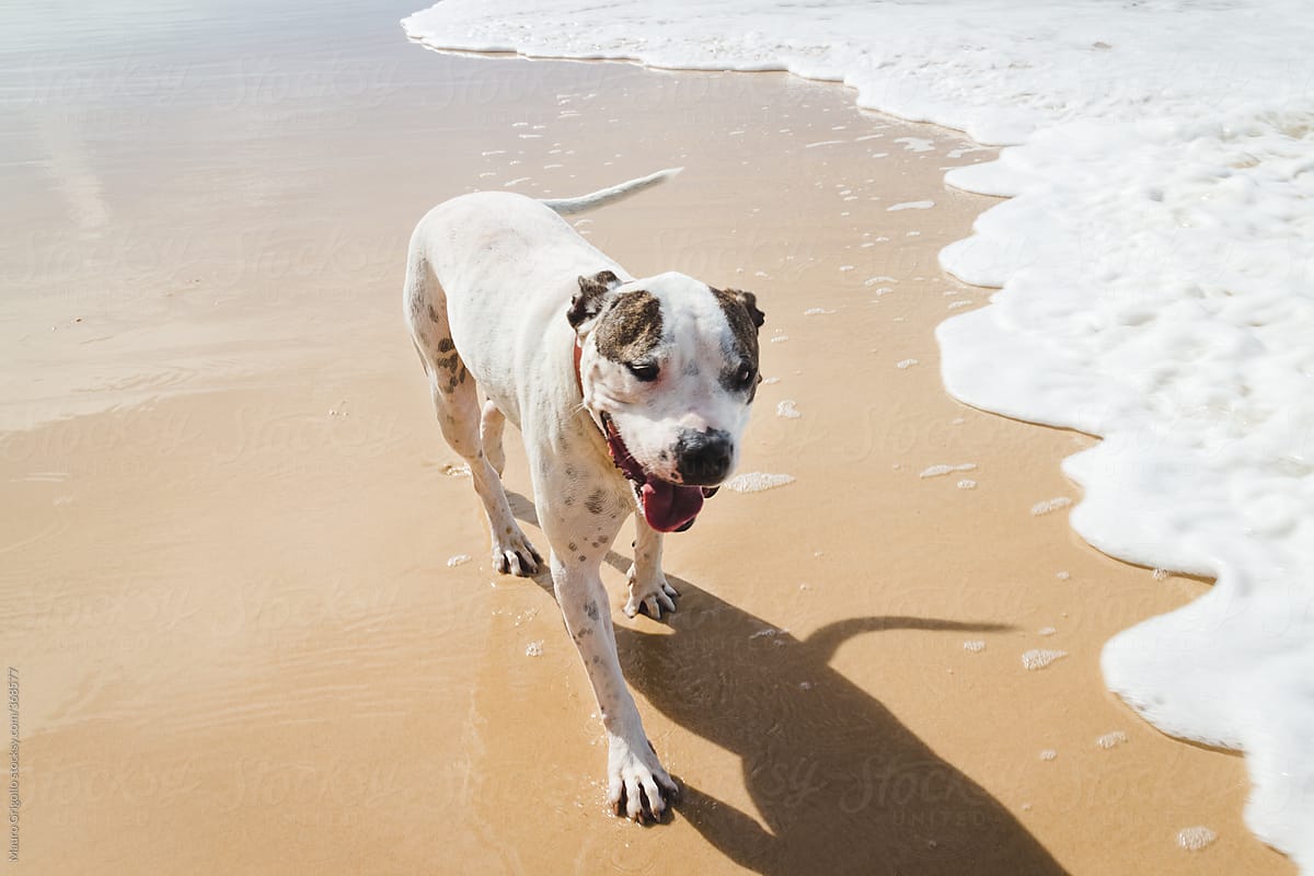 Dog walking on the beach
