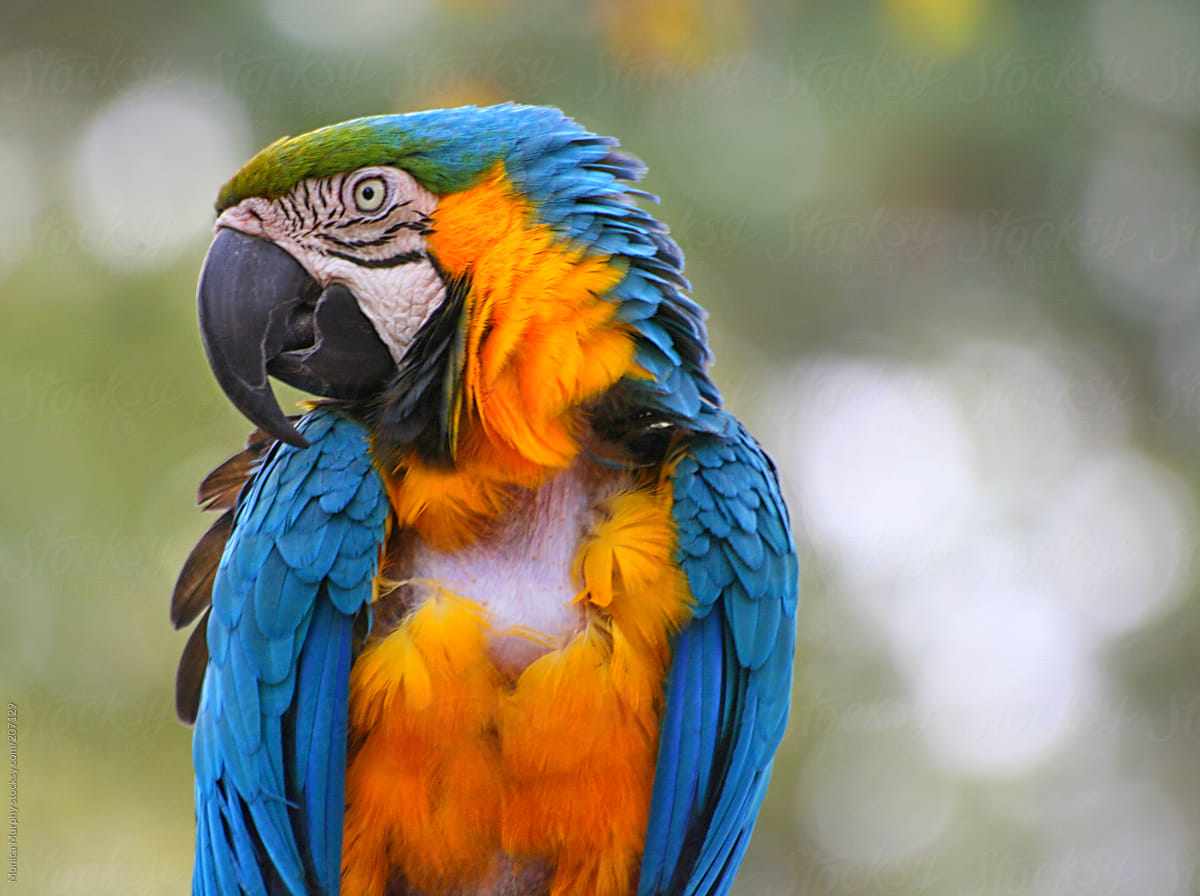 Brightly colored Macaw looking at camera