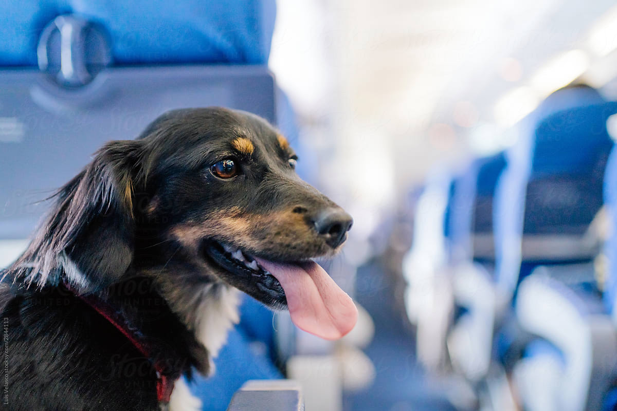Dog On A Plane.