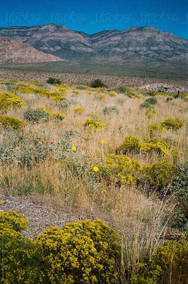 film scan of wildflowers in the Mojave desert