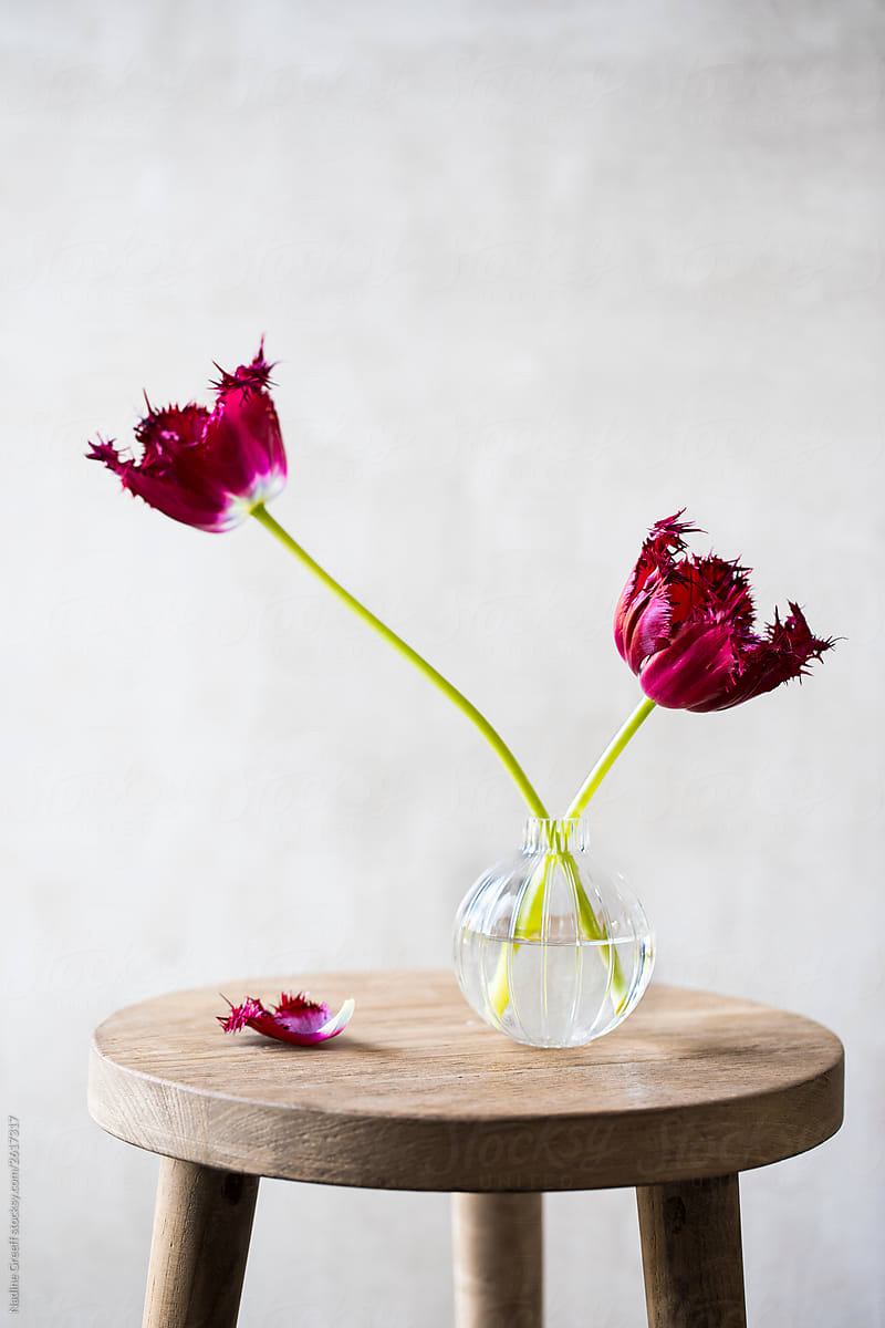 Pretty tulips in a glass vase