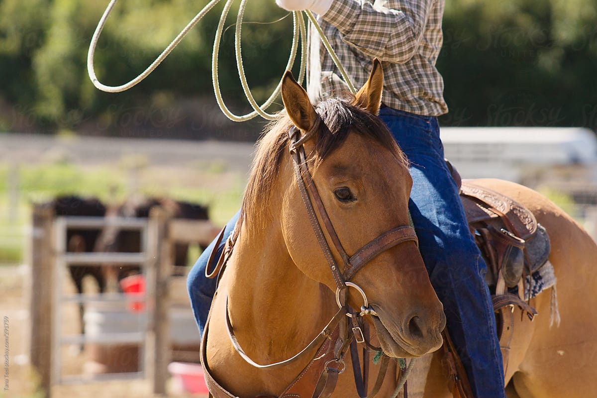 Horse turning head ready to rope