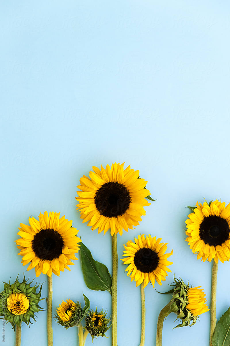 Sunflowers On A Blue Background | Stocksy United