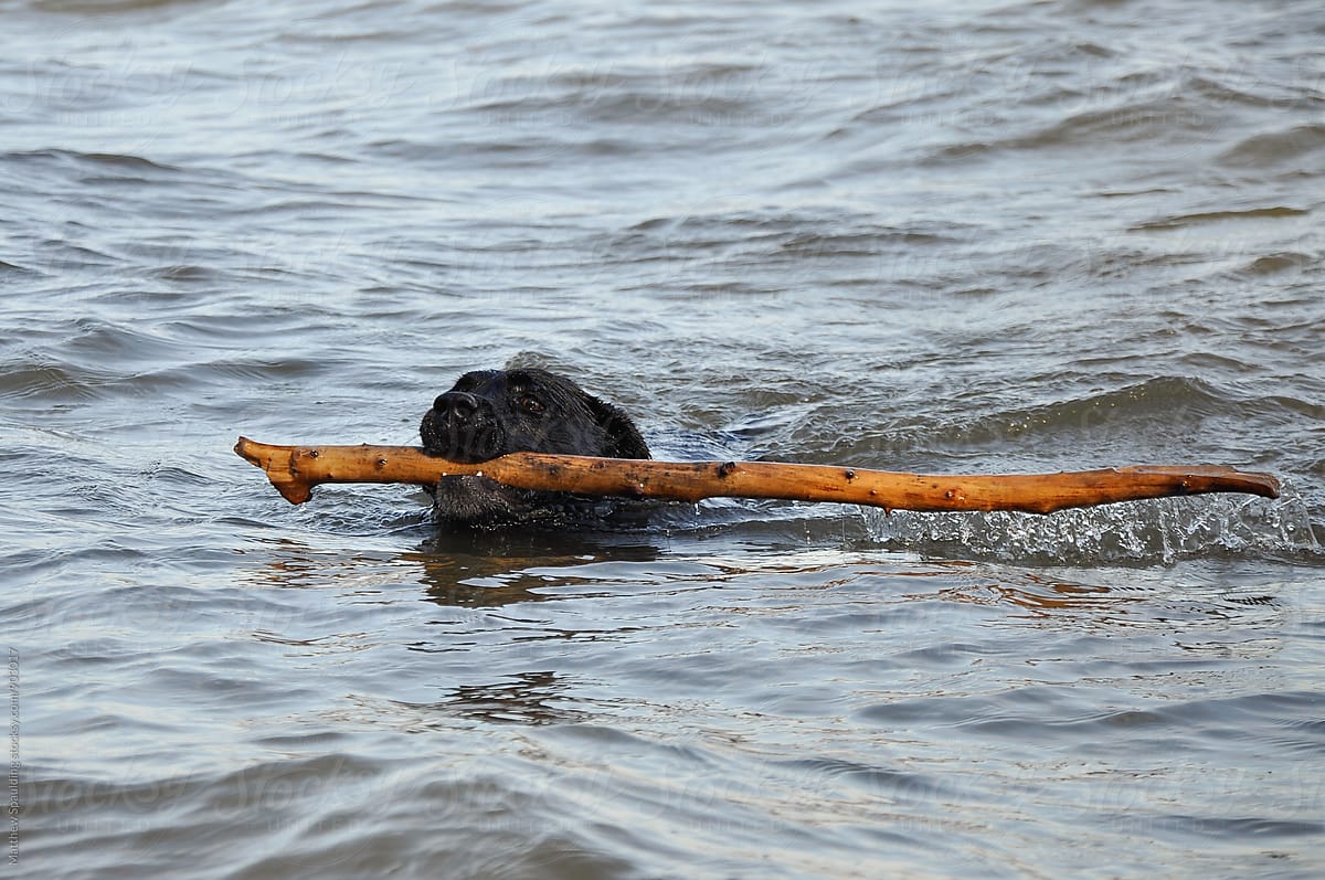 Pet dog retrieving stick in water