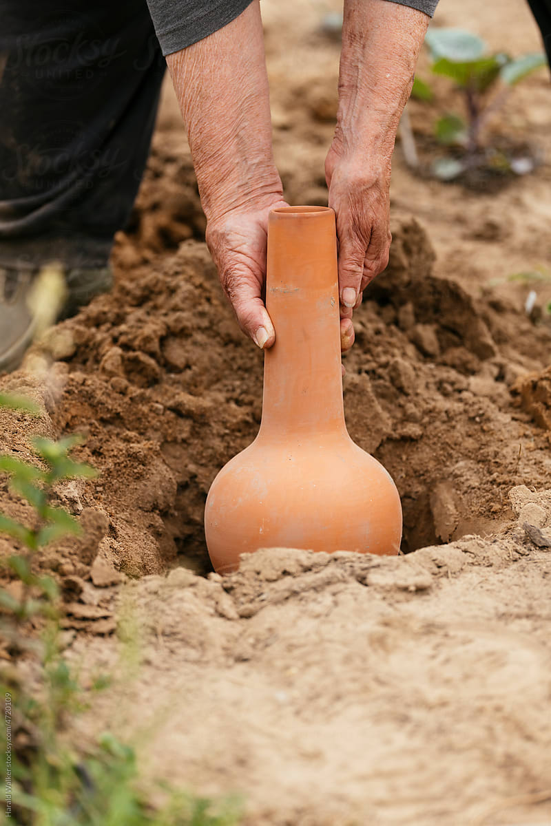 Installing an olla clay pot