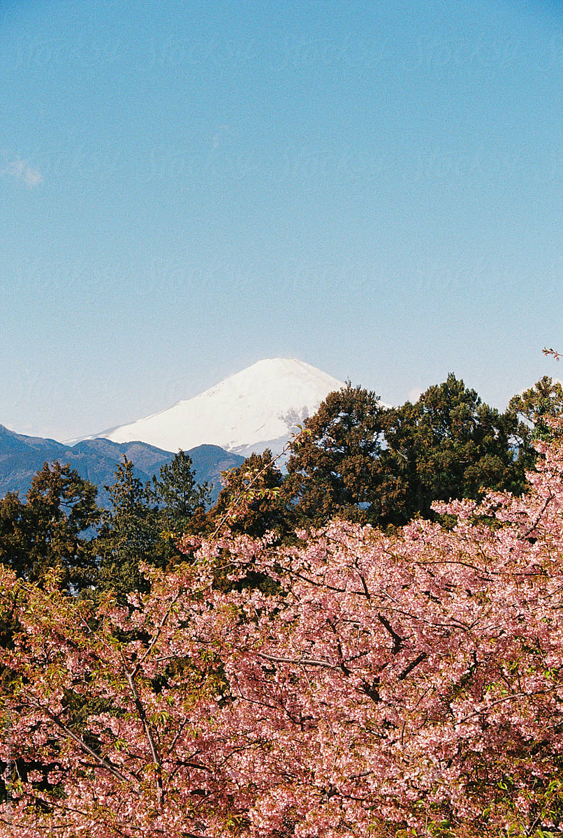 Mountain Fuji behind blooming trees