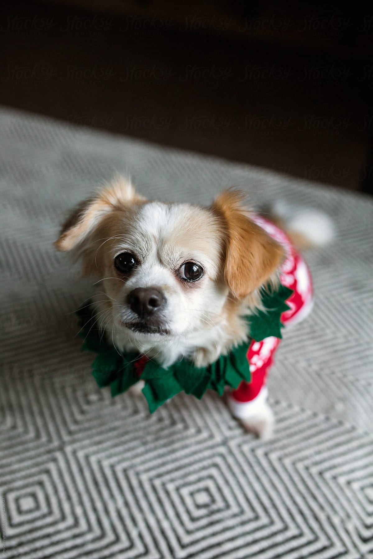 Small dog in her Christmas sweater and wreath collar