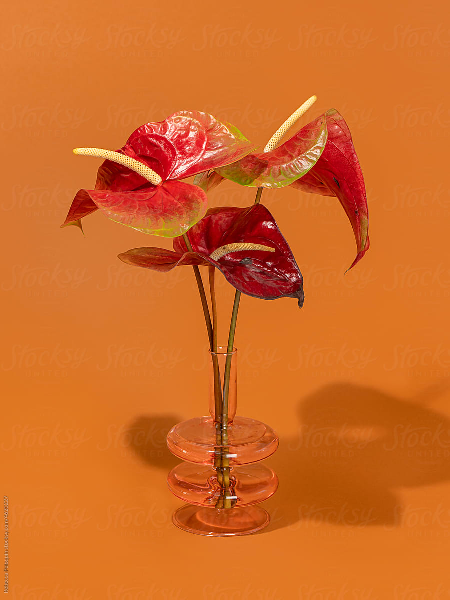 Red Anthurium on Orange