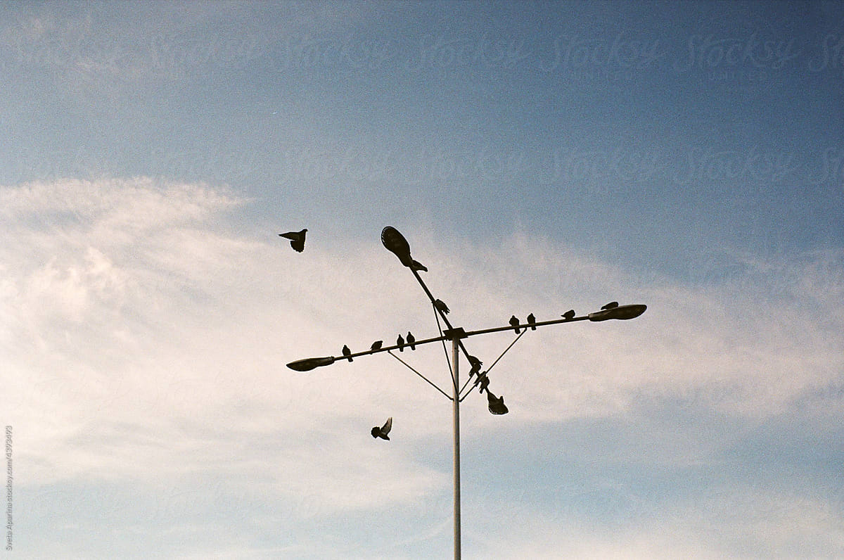 birds sitting on a pole
