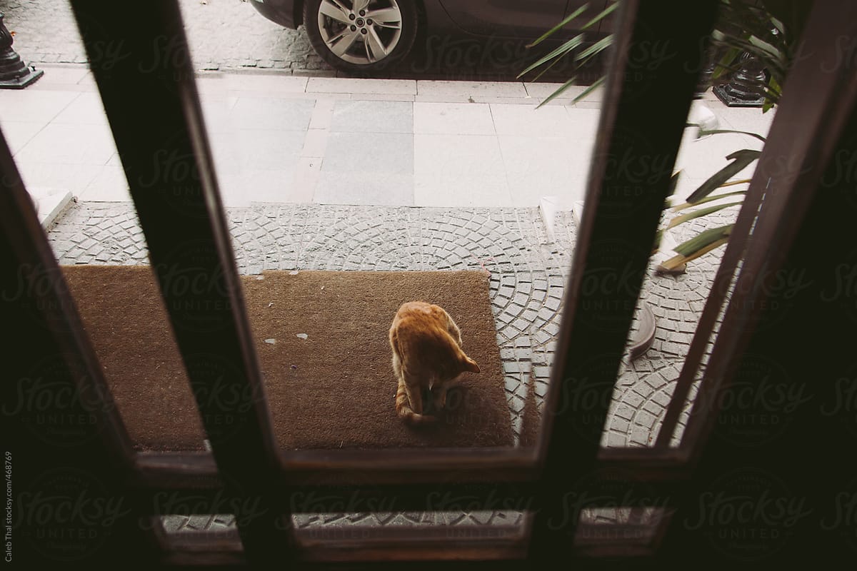 A stray cat on a doormat