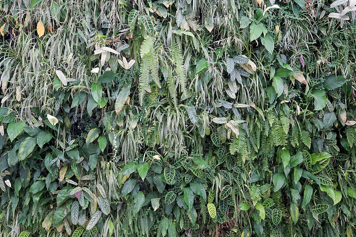 green plants covering a wall