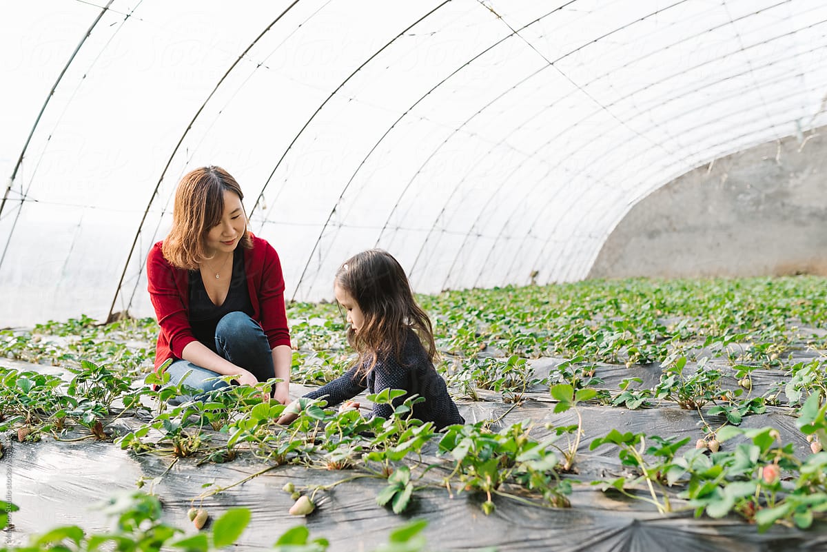 Girl and mother picking in greenhouse
