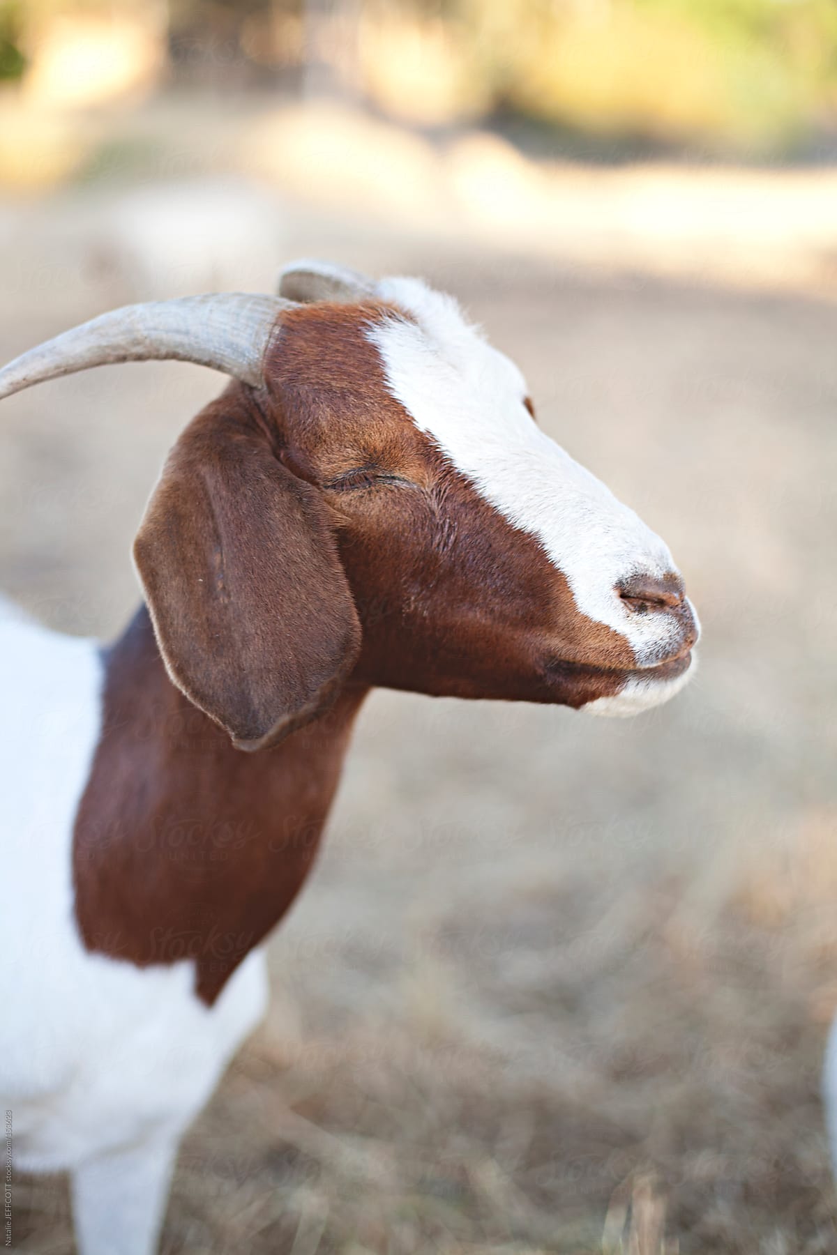 Happy and content goat with it\'s eyes closed