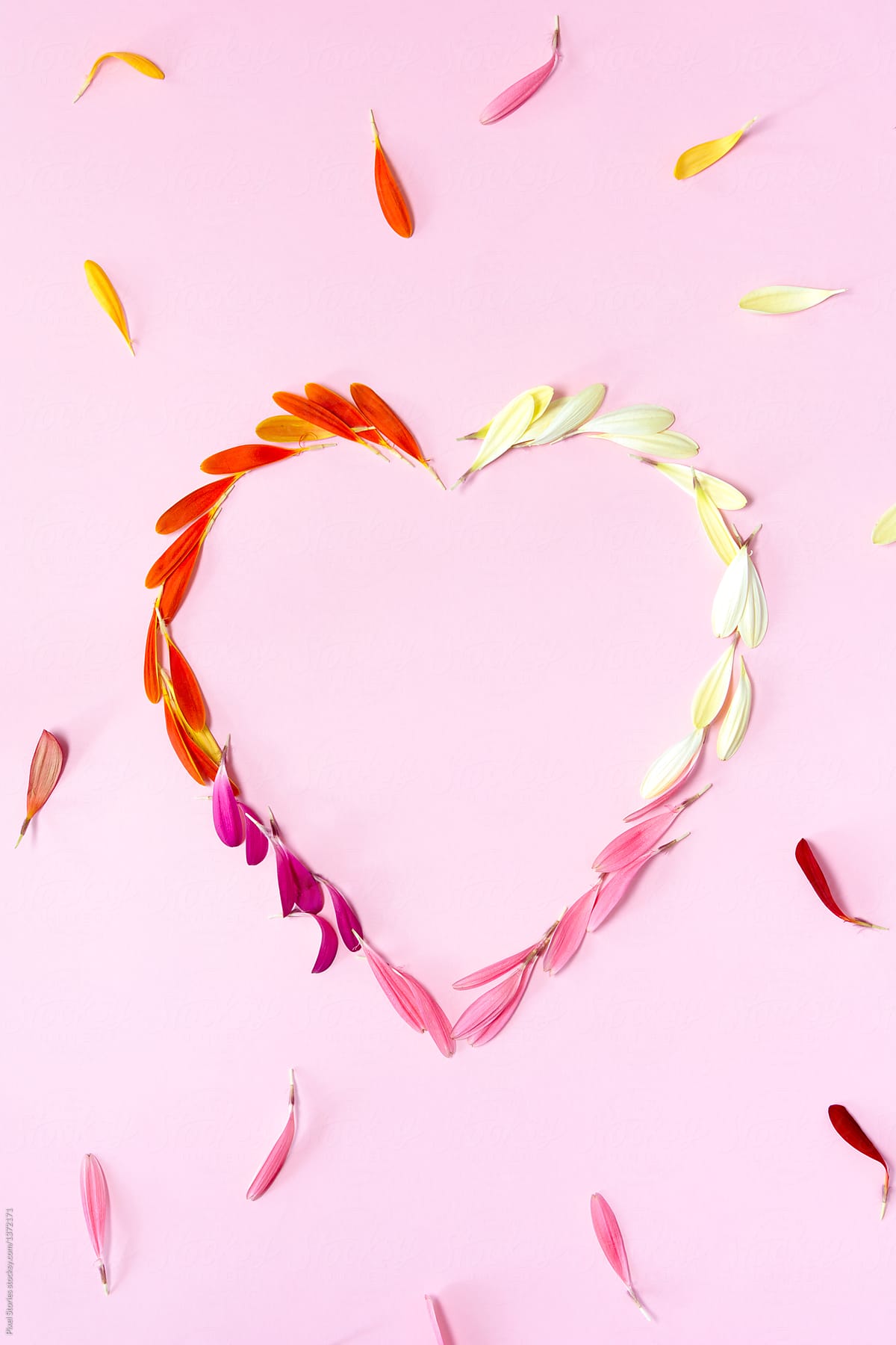 Heart made of Gerbera flower petals on a pink background