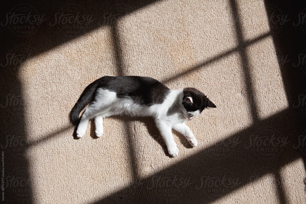 a young kitten lies on the carpet in the window light and shadows
