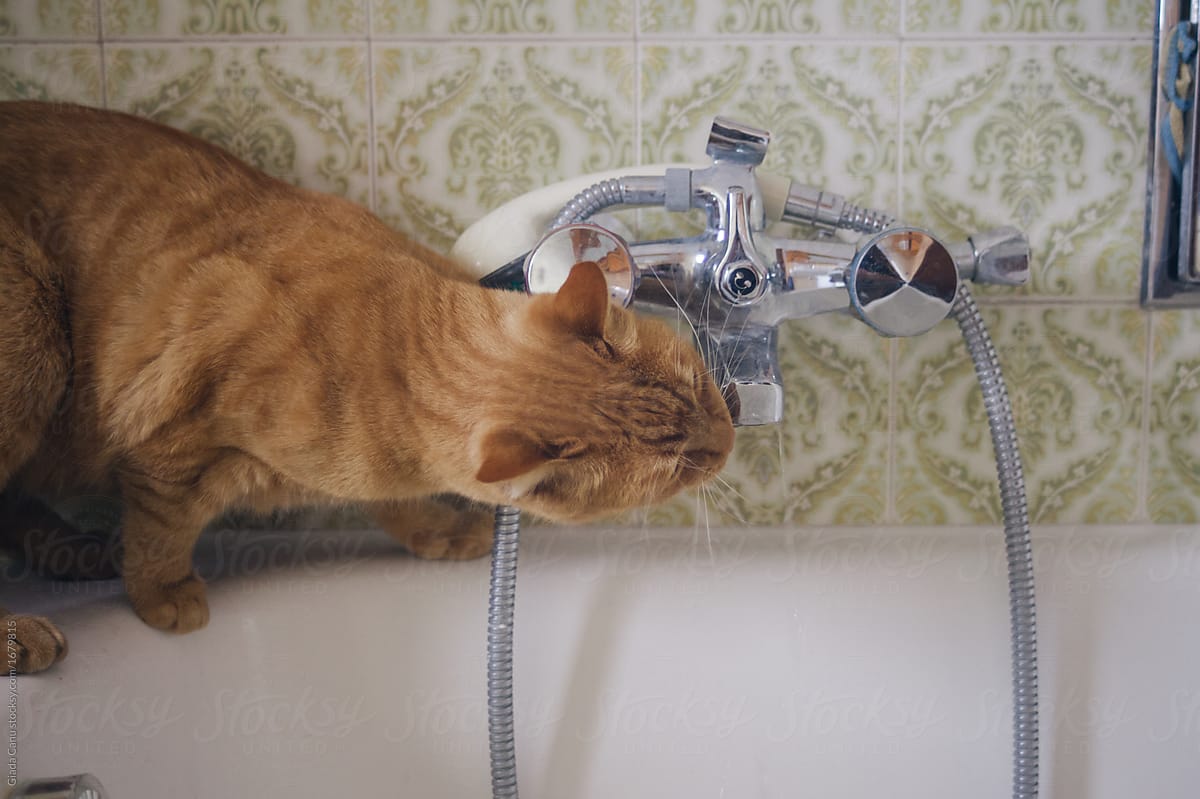 Ginger cat drinking at the sink