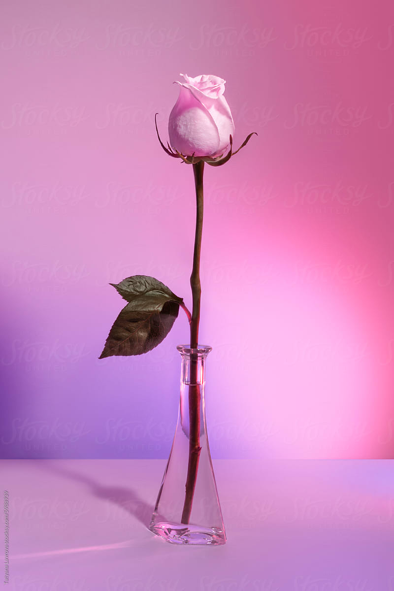 Tender rose in glass vase on purple pink gradient background.