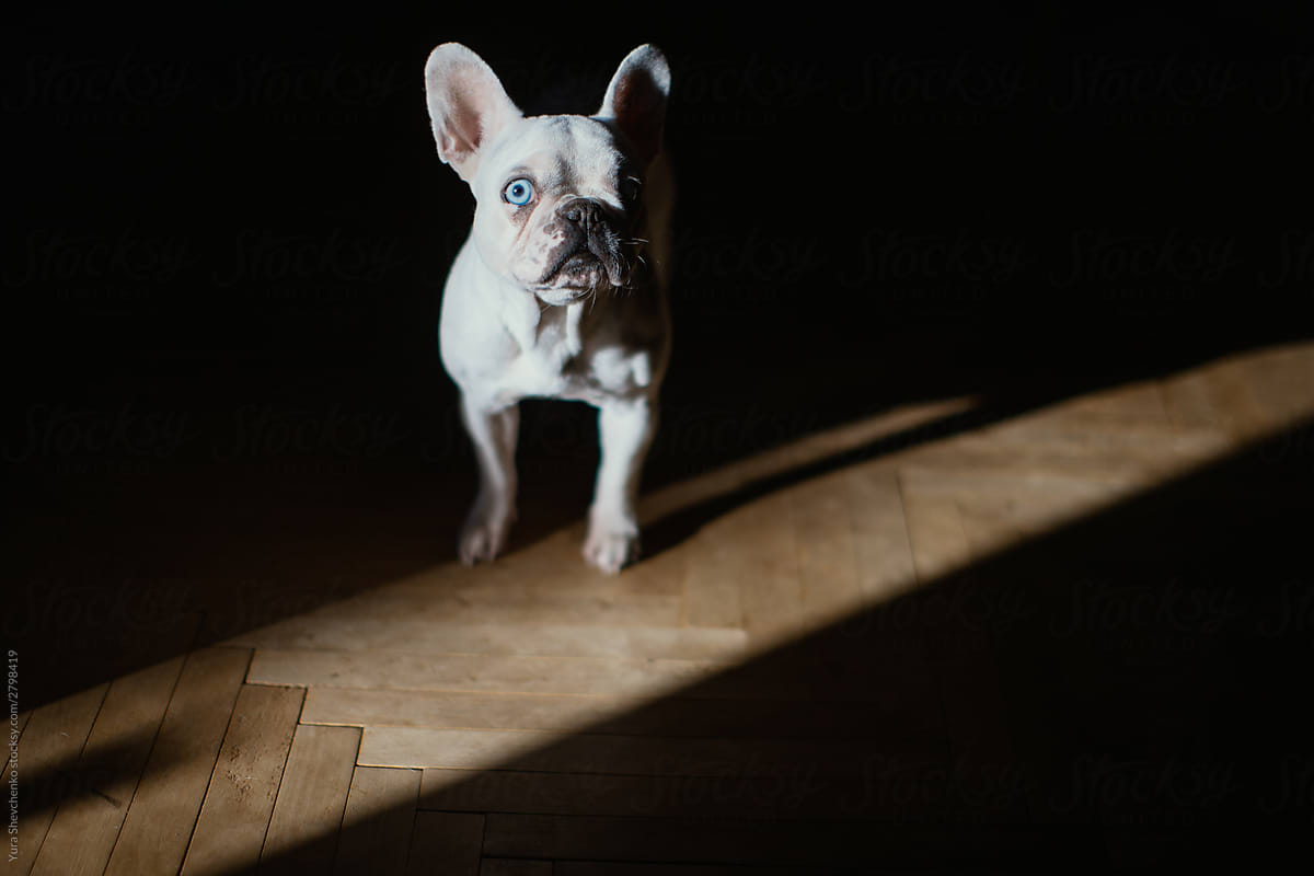 One eyed French Bulldog posing in a shadow.