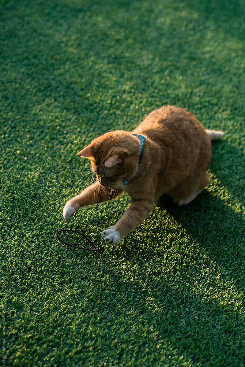 Ginger cat playing on artificial grass