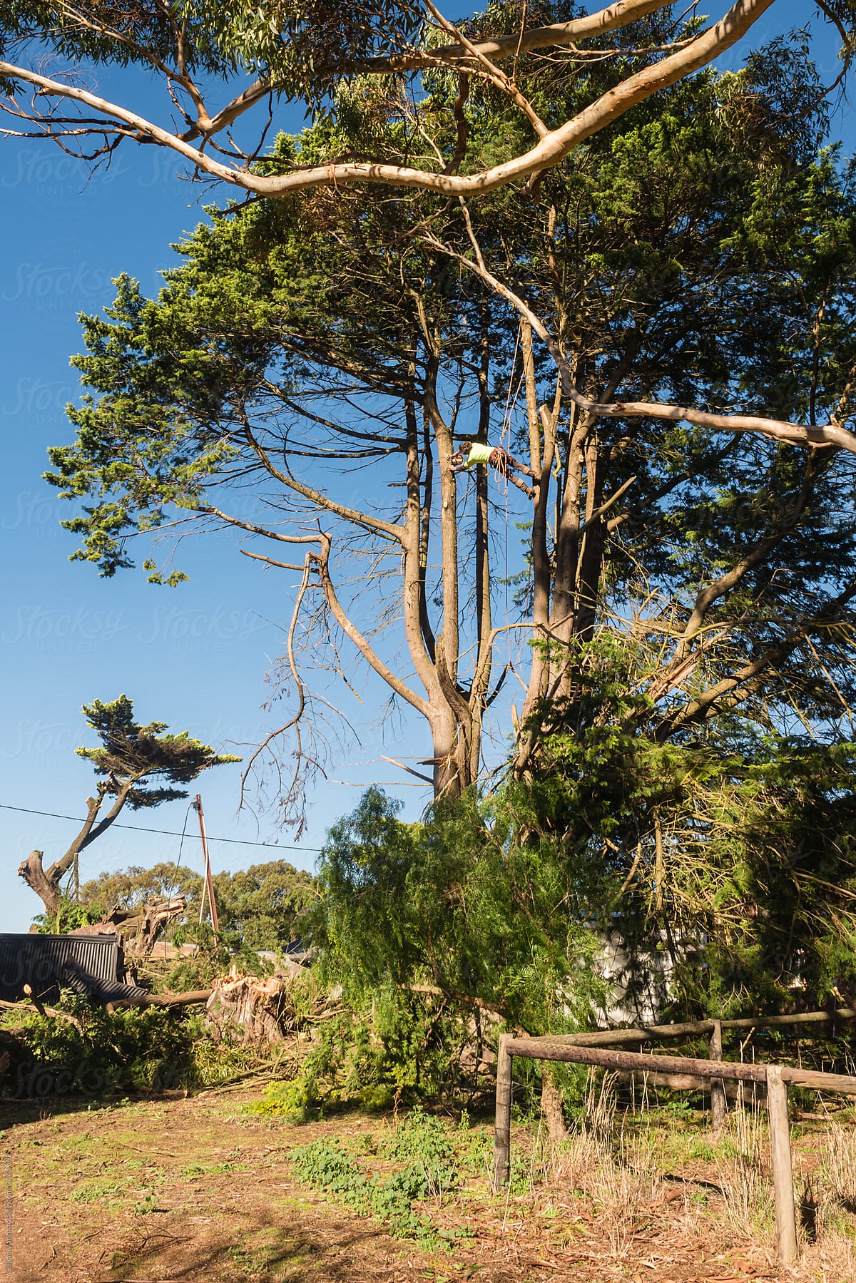 An Arborist Cutting Large Branches Off A Pine Tree Del Colaborador De Stocksy Gillian Vann