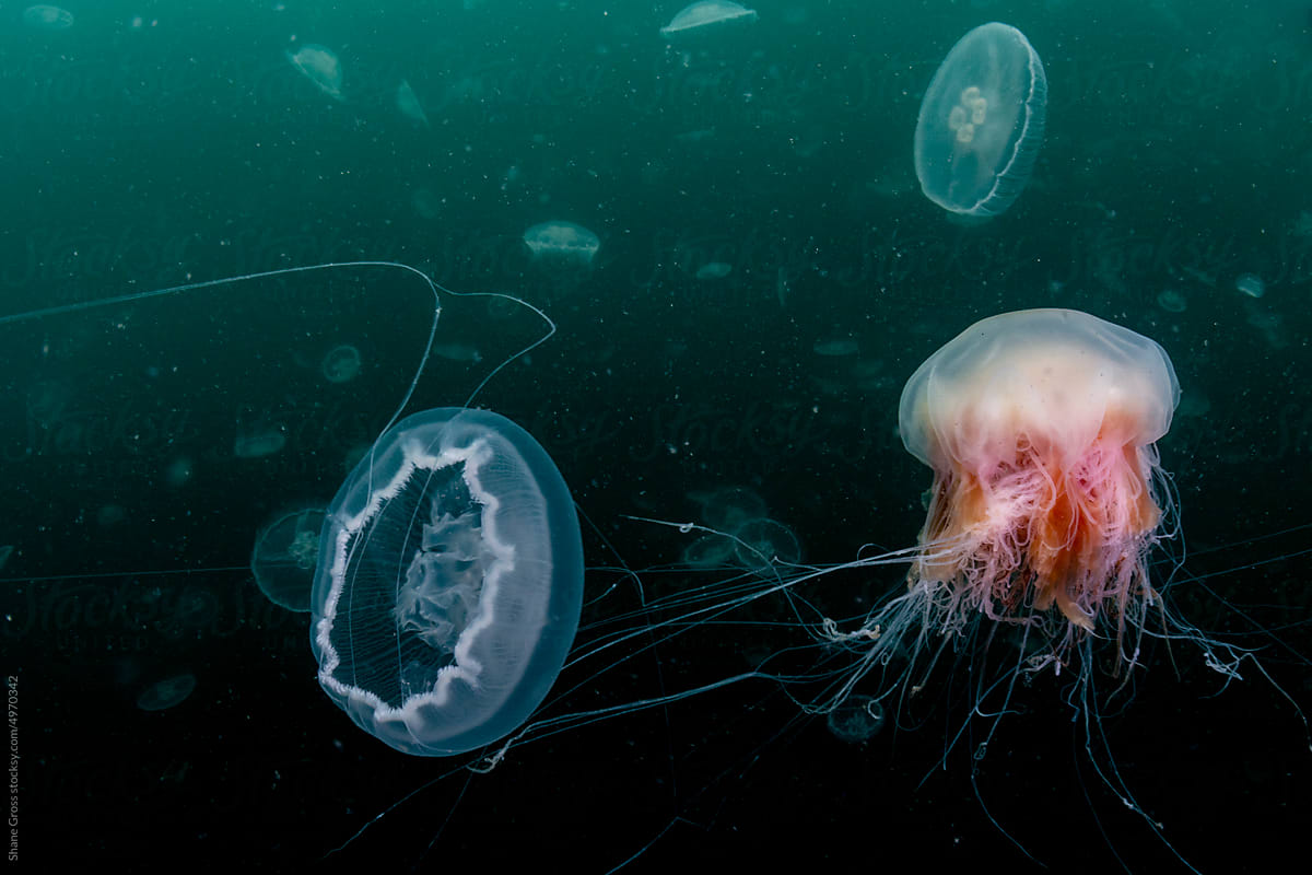 Jellyfish Hunts Jellyfish