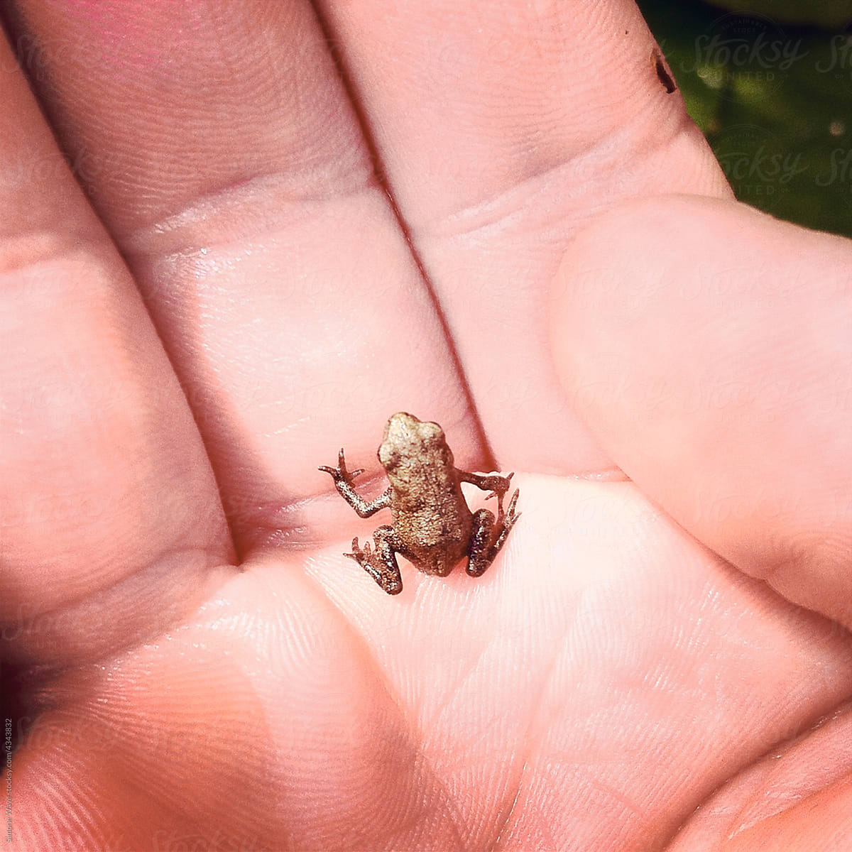 Small frog in the hand