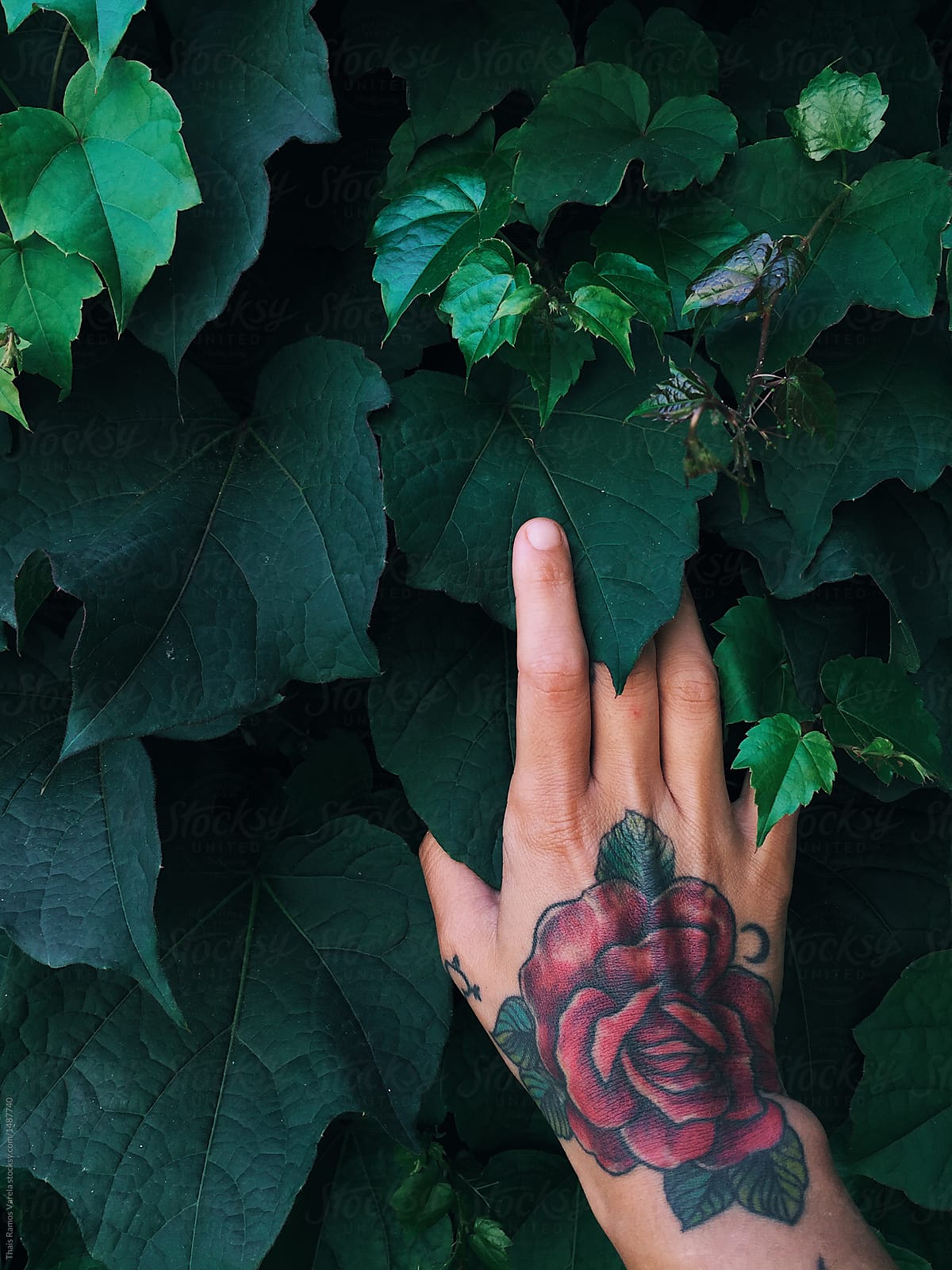 Female Hand Wit A Rose Tattoo Touching Leaves By Thais Varela Stocksy United