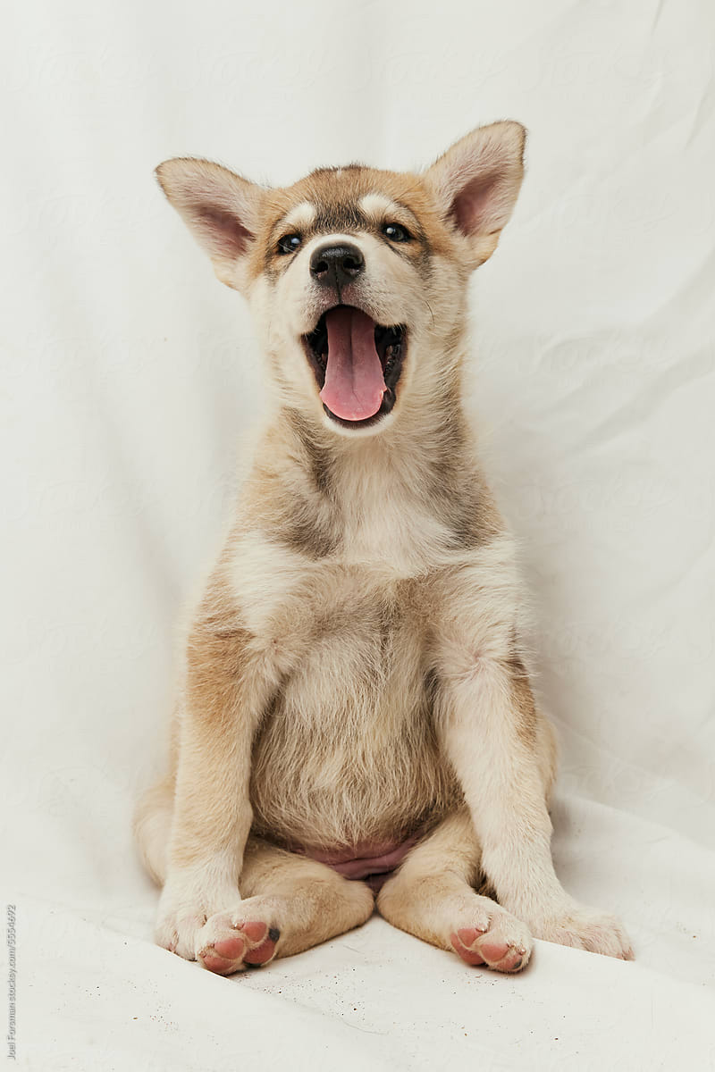 a sled dog puppy yawning in front of a white background