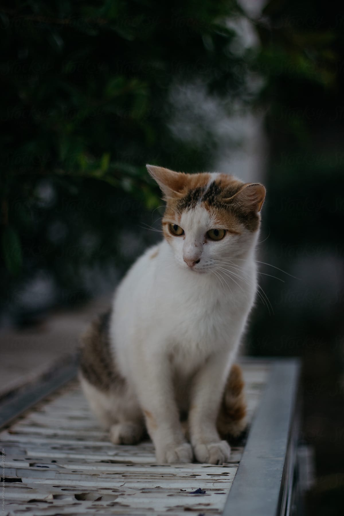 Beautiful stray cat on the street