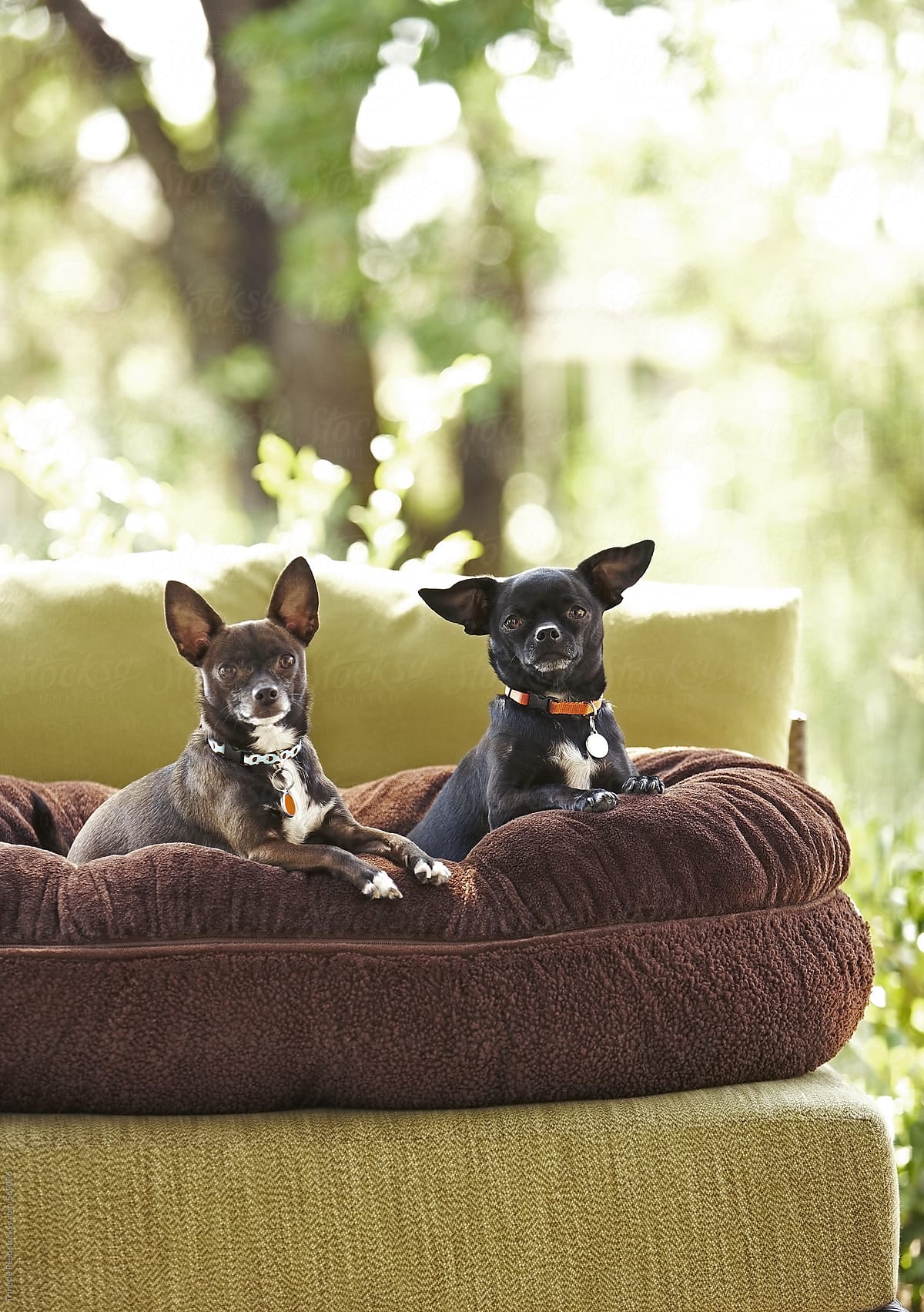 Two Chihuahua pet dogs on pet bed