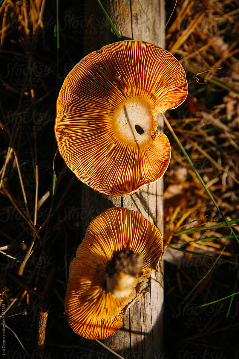 Freshly cut mushroom on wood