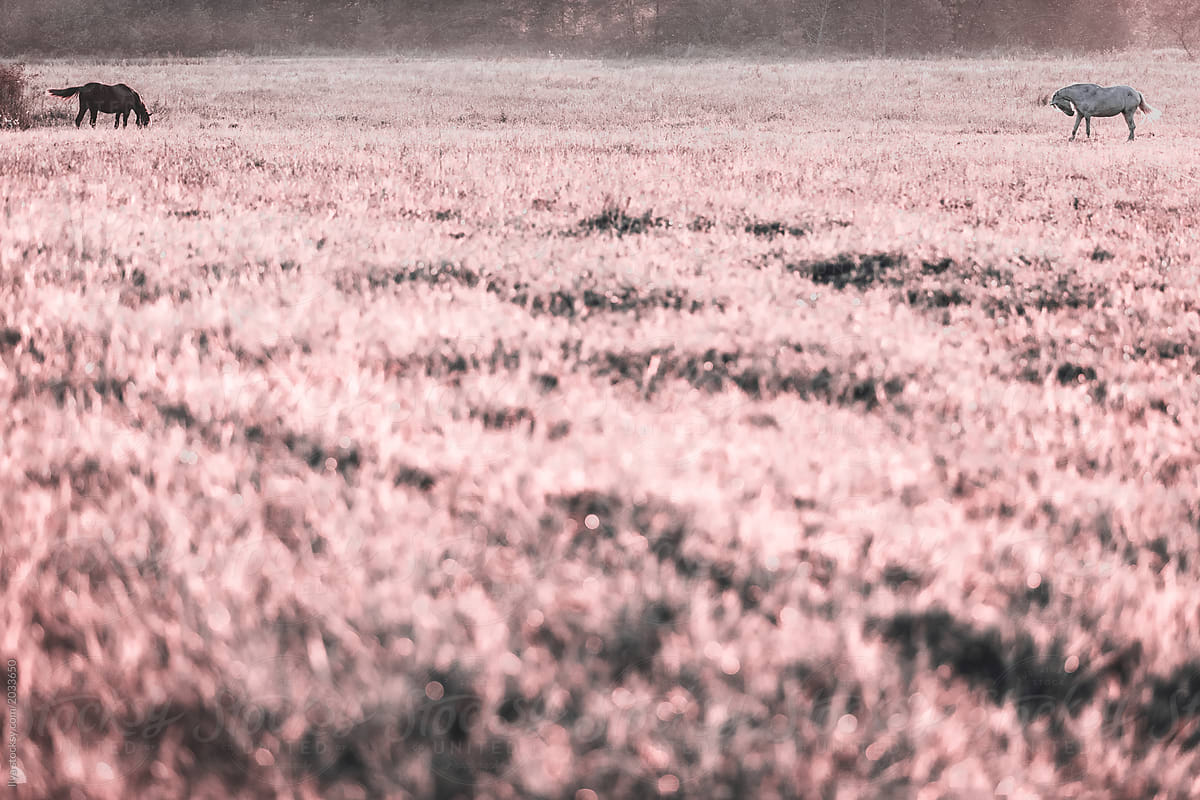 Infrared: Horses grazing in farm meadow field nature