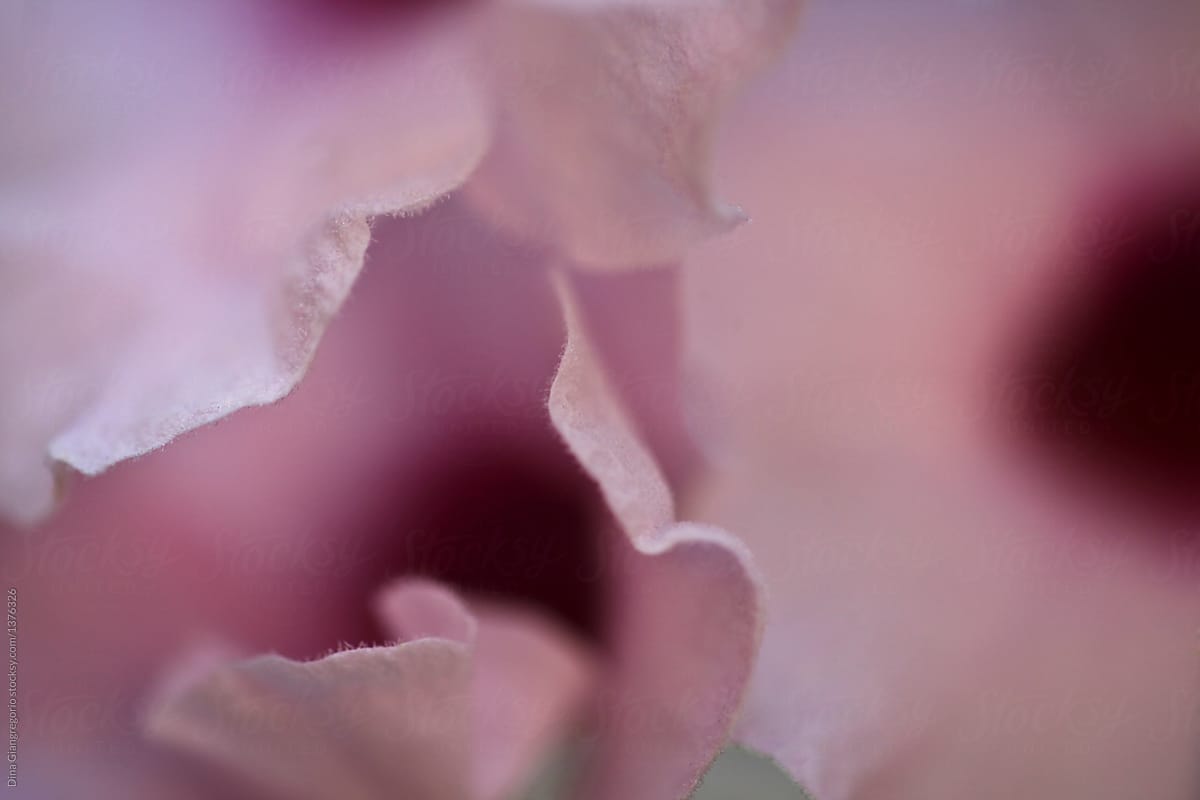 Light pink floral Showing Detail