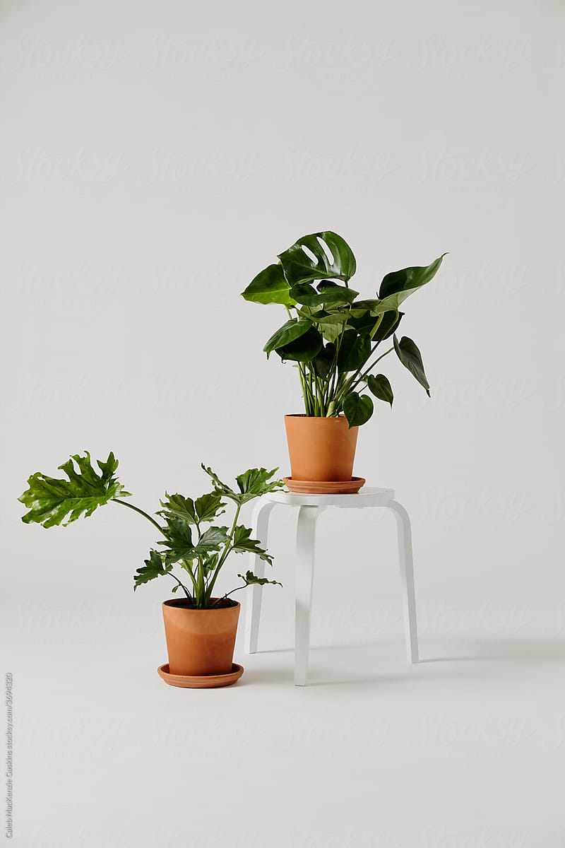 Plants in studio