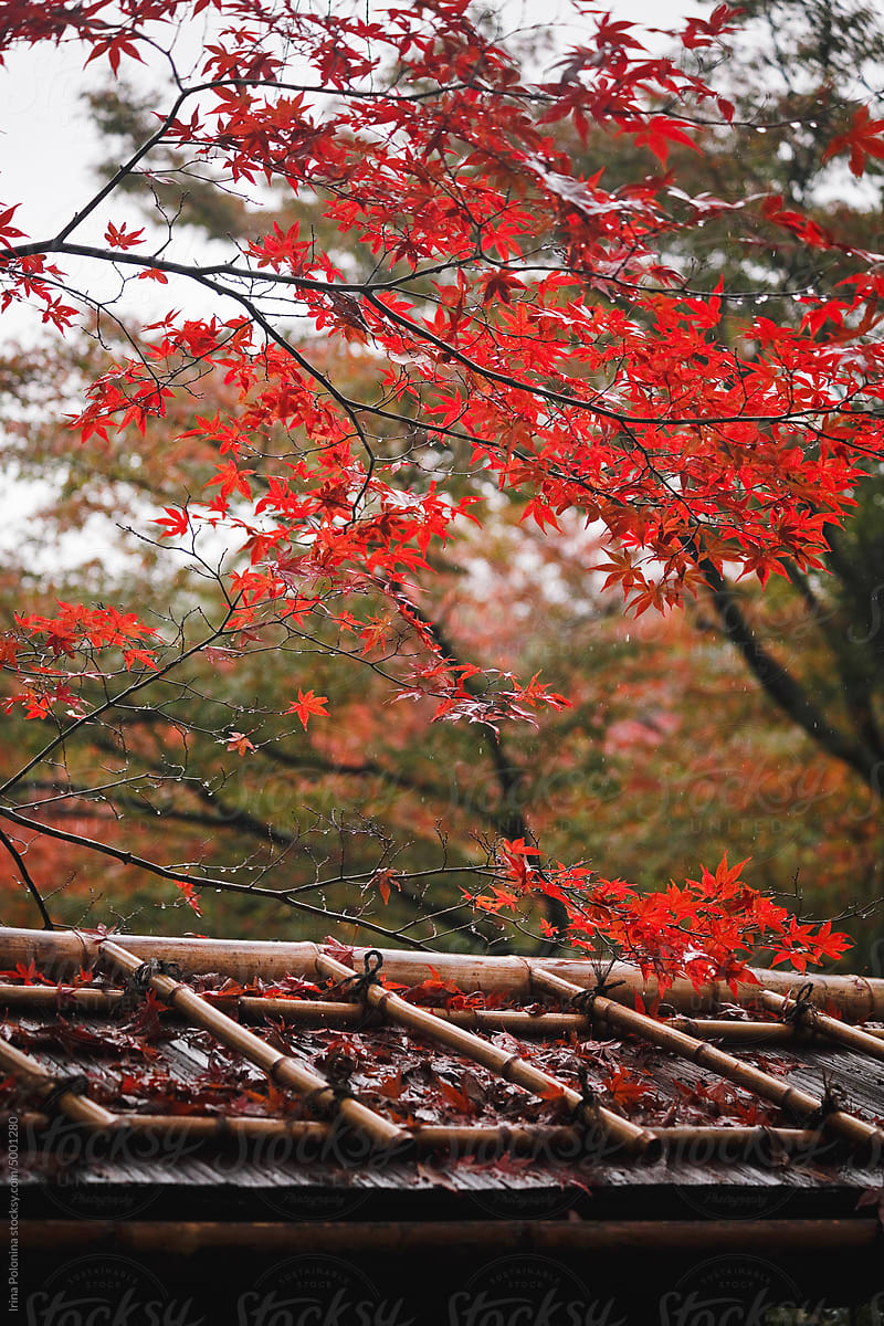 Japanese park in momiji season.