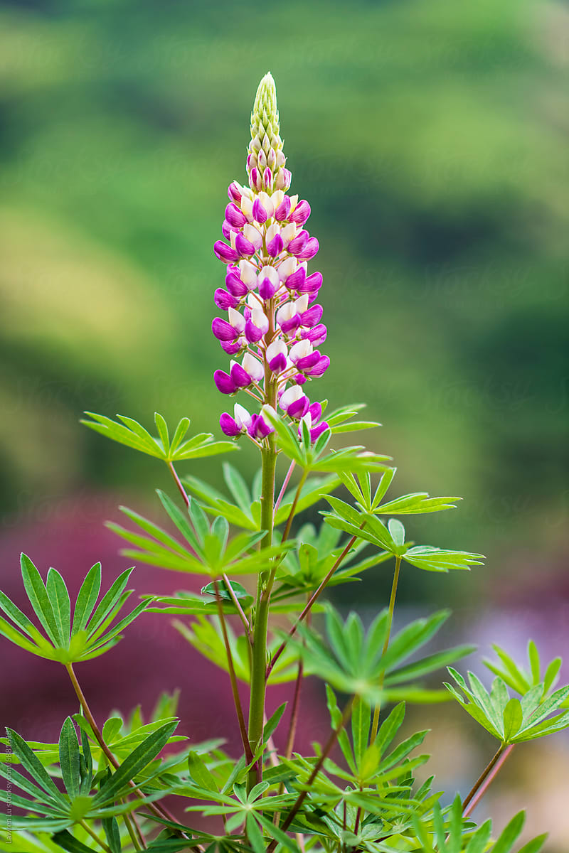 Lupin flower blooming in spring.