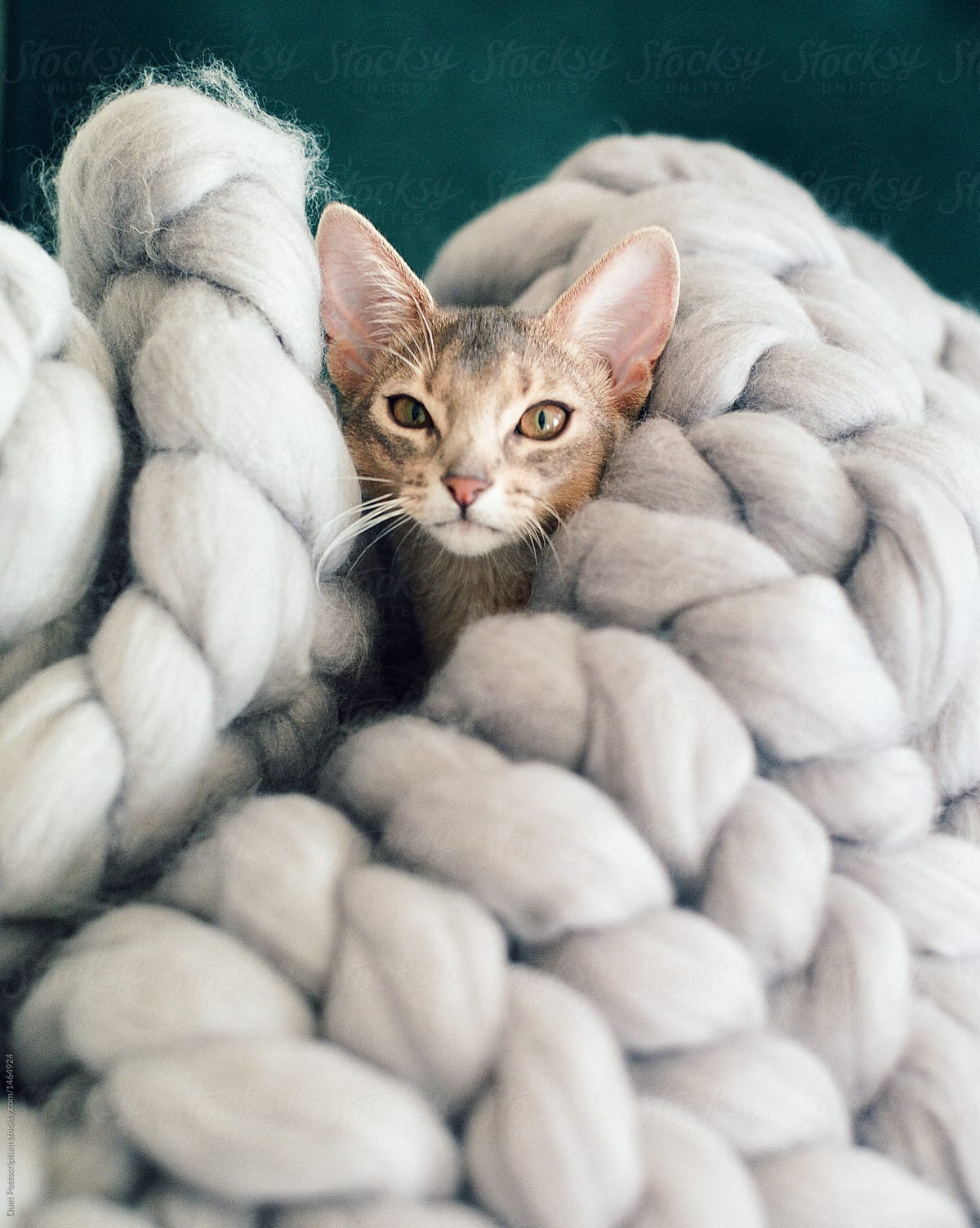 Adorable cat in rope