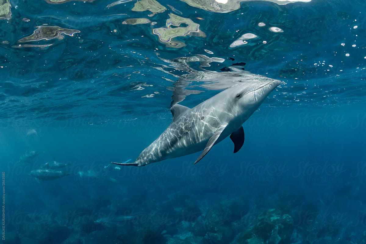 A dolphin breathing on the surface of the water