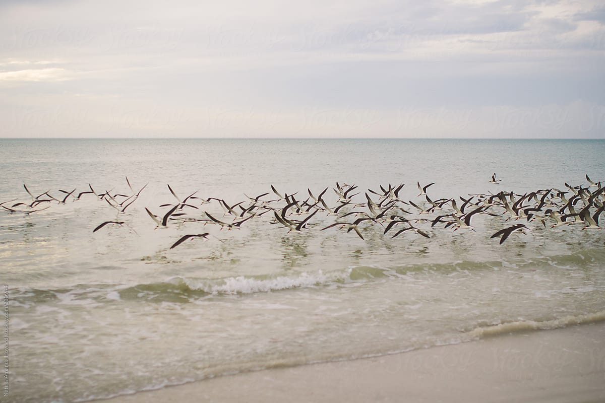 seagulls flying over the shoreline.