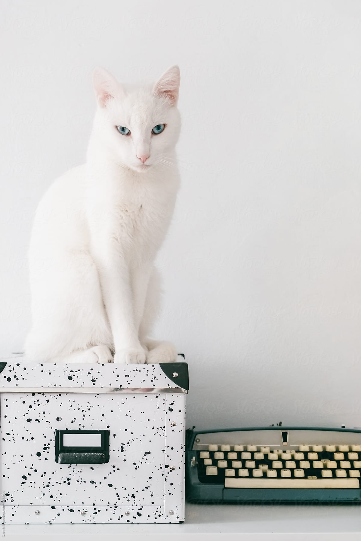 Beautiful white cat sitting on a office box
