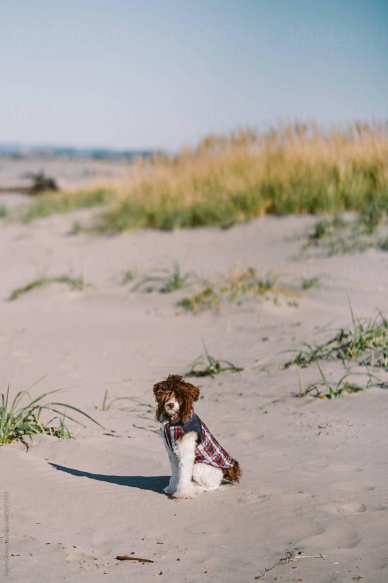 Cute dog in a jacket sitting on a coast in front of tall grass