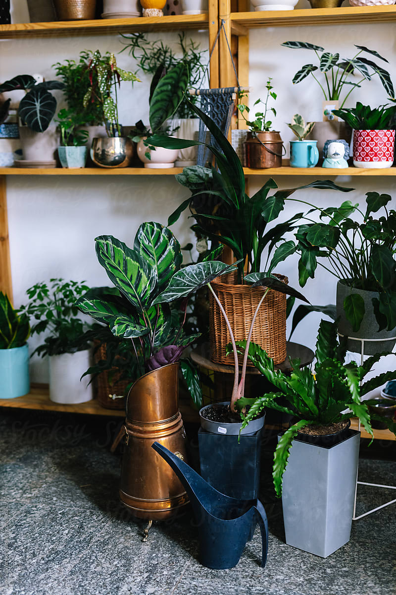 Beautiful houseplants and tools in flower shop