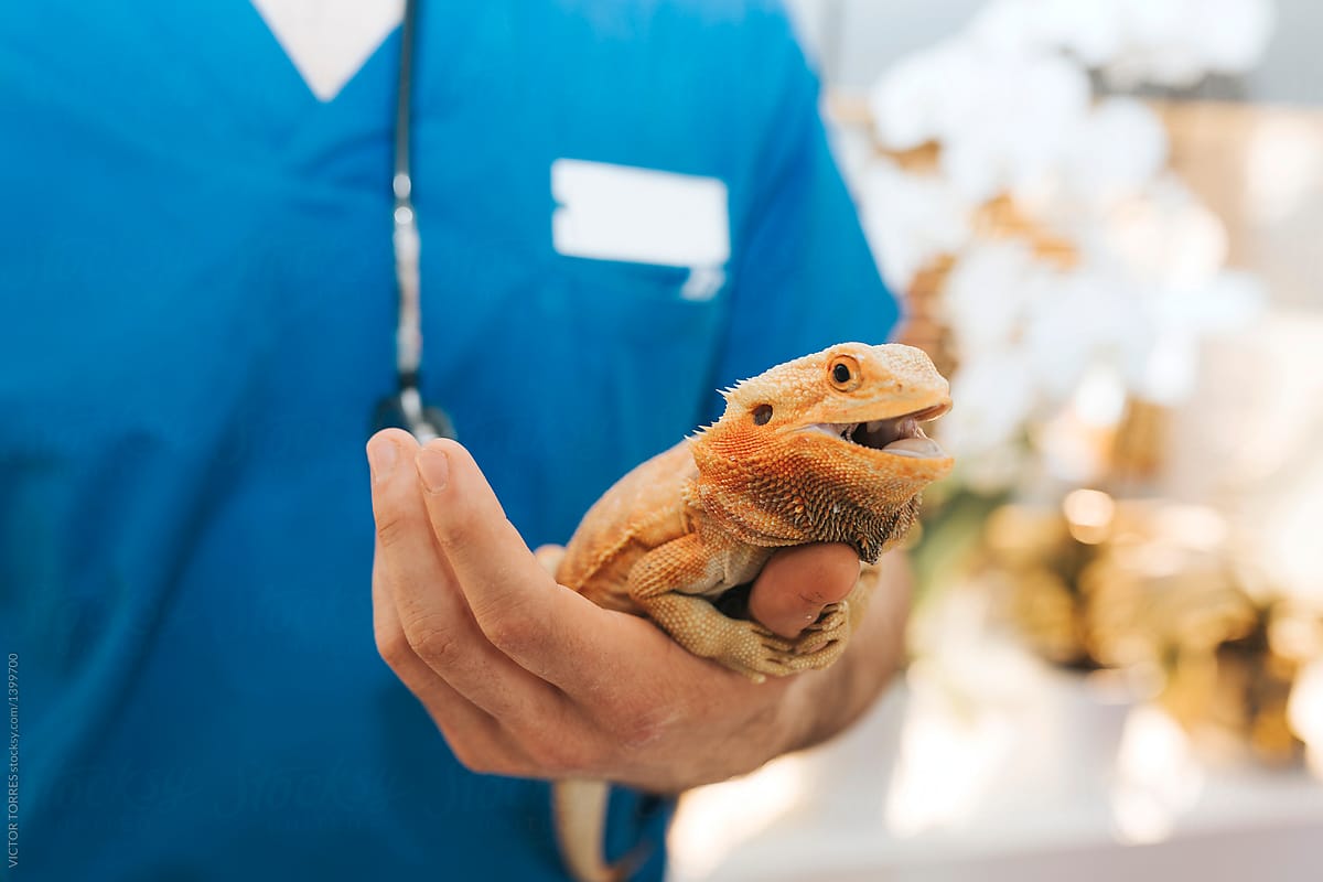 Veterinary holding lizard