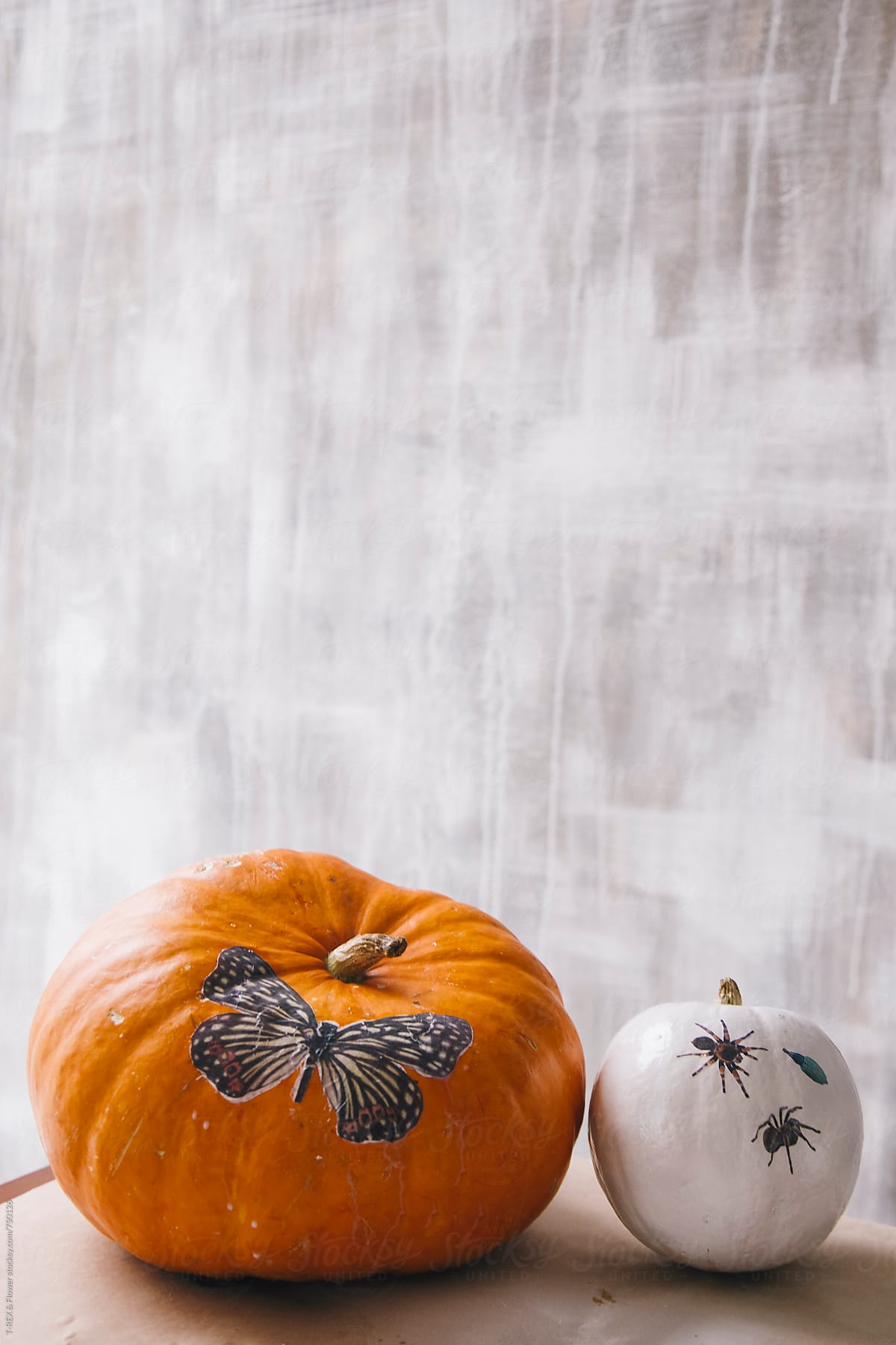 Two pumpkins on grey background